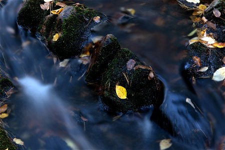Yellow Leaf in a Dark Stream photo