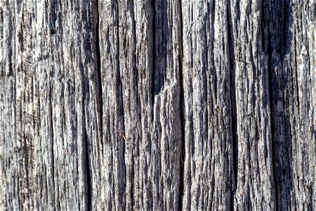 Dry Bark Texture photo