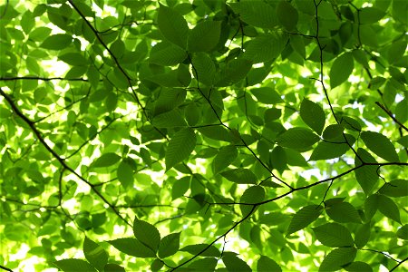 Green Tree Canopy photo