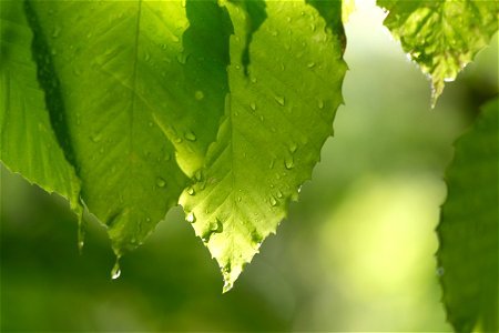 Dripping Green Leaves photo
