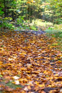 Leaf Covered Path photo