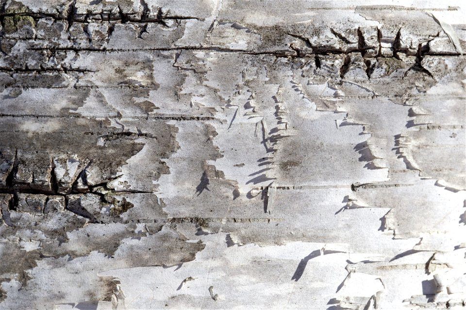 Birch Bark Texture