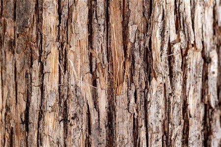 Vertical Bark Texture photo