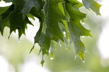 Wet Oak Leaves