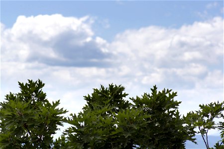 White Clouds Over Green Trees photo