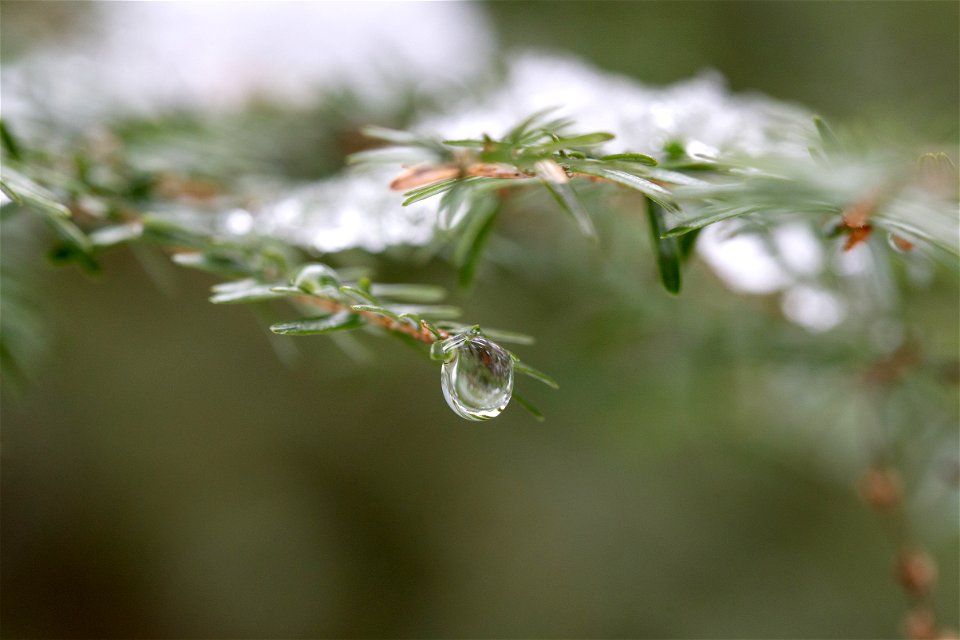 Melting Snow photo