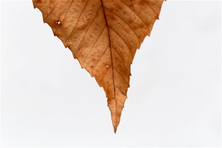 Dry Pointy Leaf photo