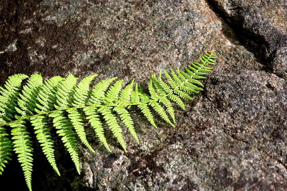 Green Fern Against Rock photo