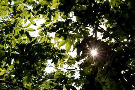 Sunlight Through Green Foliage photo