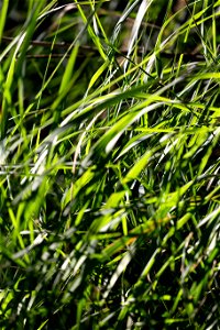 Grass in the Sun photo