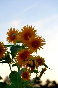 Small Sunflowers photo