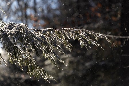 Winter Branch photo