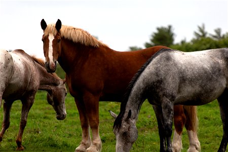 Horses in Green Pasture