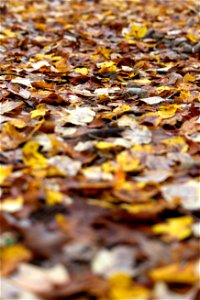 Fallen Fall Leaves photo