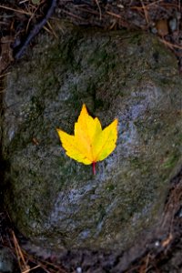 Golden Maple Leaf on Rock photo