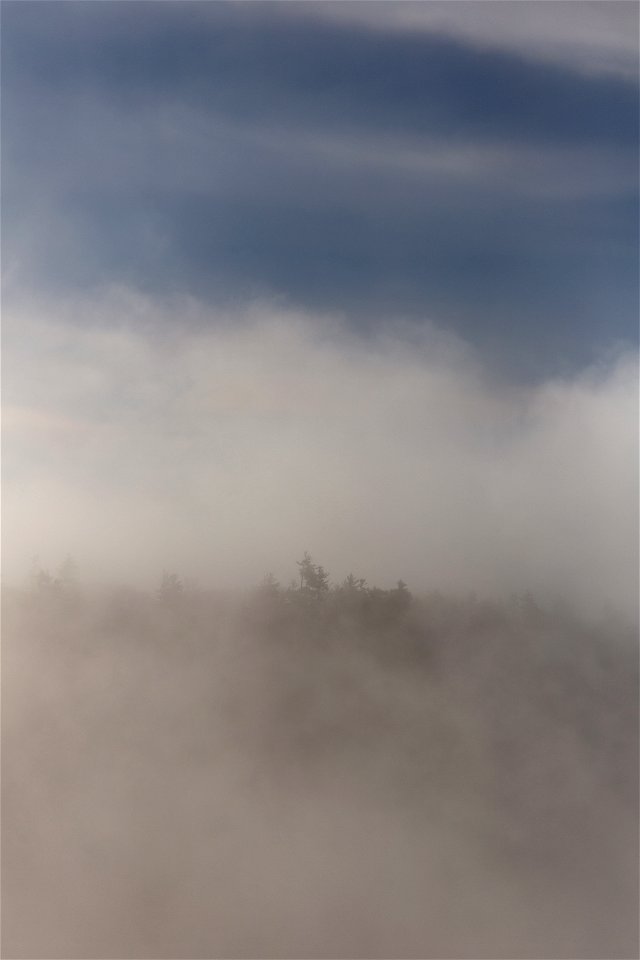 Can’t See the Forest Through the Fog photo