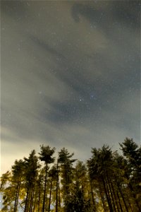 Tall Pines and Faint Stars photo