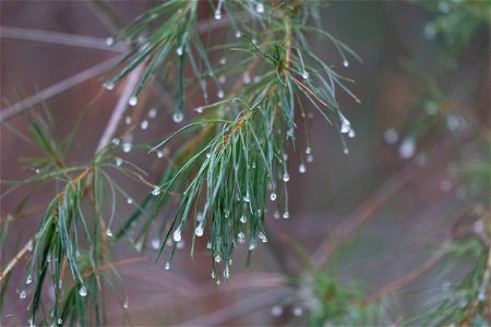 Cold Wet Pine Needles photo
