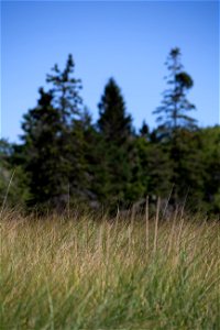 Grassy Field on the Edge of the Forest photo