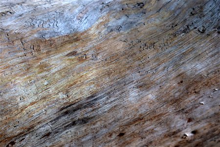 Abstract Wood Texture photo