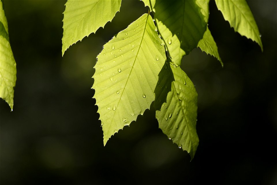 Translucent Beech Leaves photo