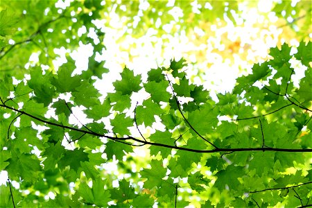 Vibrant Green Maple Leaves photo