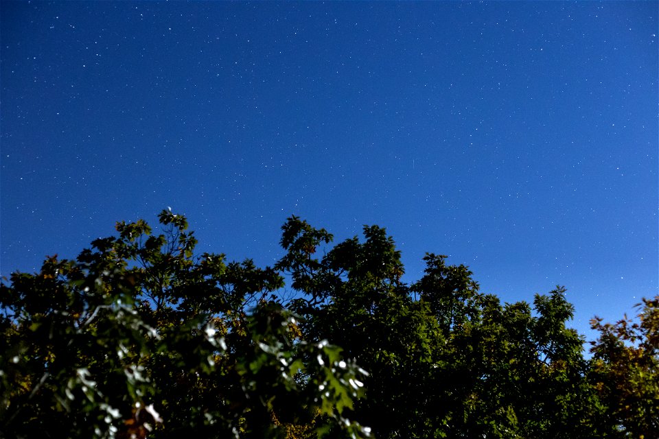 Trees at Blue Hour
