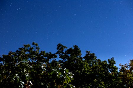 Trees at Blue Hour photo