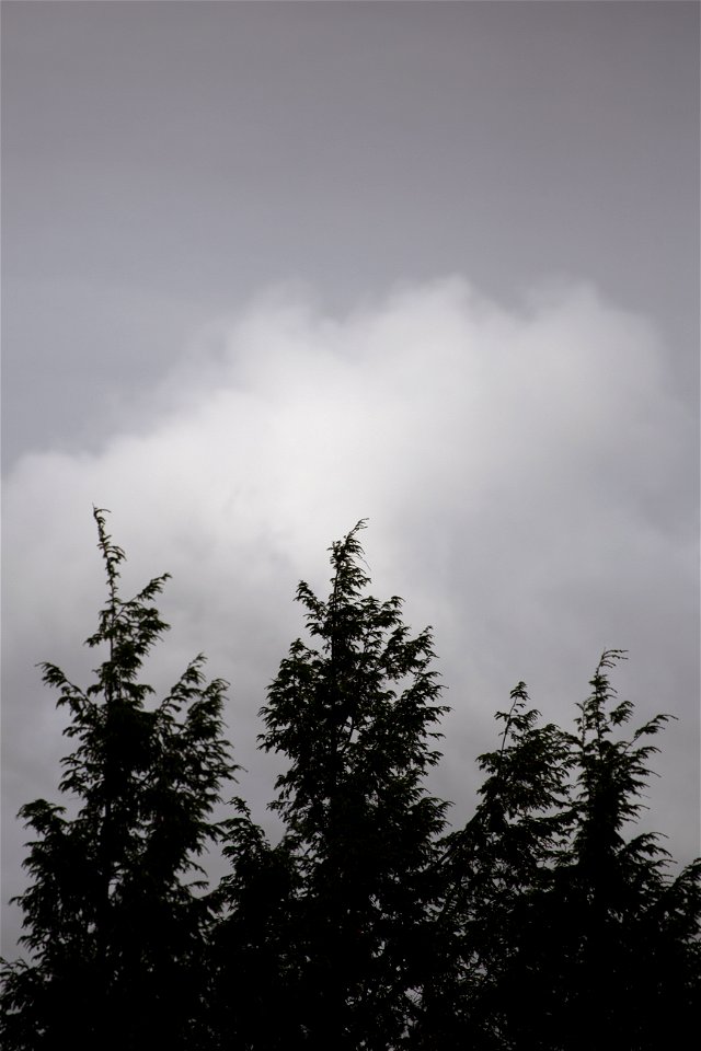 Treetop Silhouette in Black and White photo