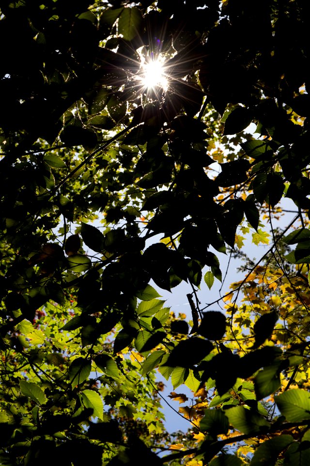 Summer Afternoon