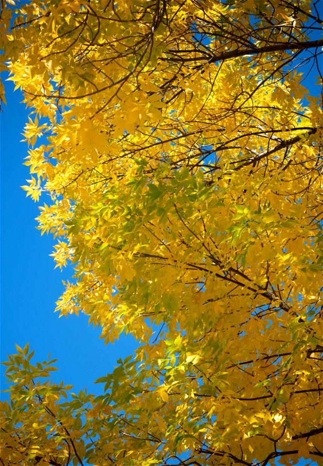 Golden Foliage photo