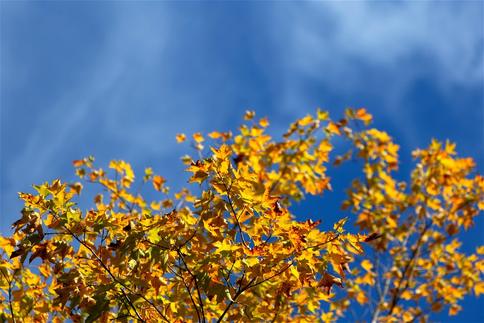Golden Leaves Against Blue Sky photo