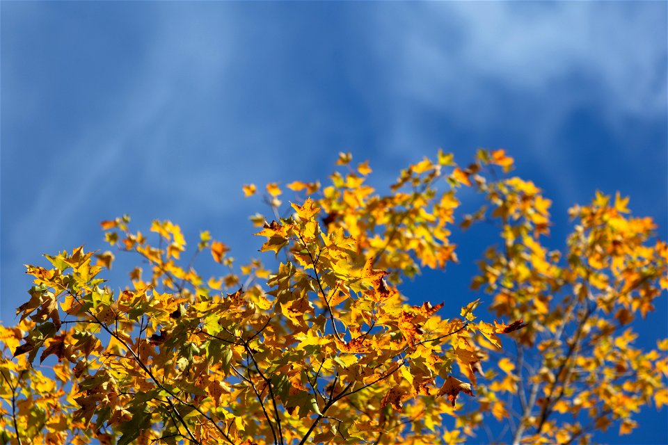 Golden Leaves Against Blue Sky
