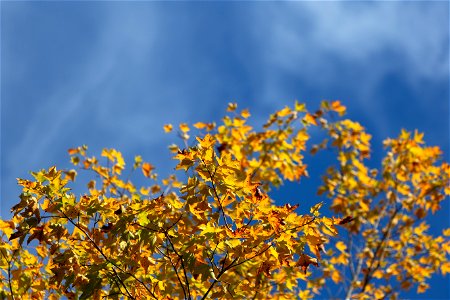 Golden Leaves Against Blue Sky photo