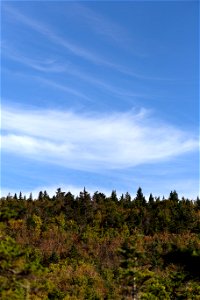 A Touch of Fall in the Trees