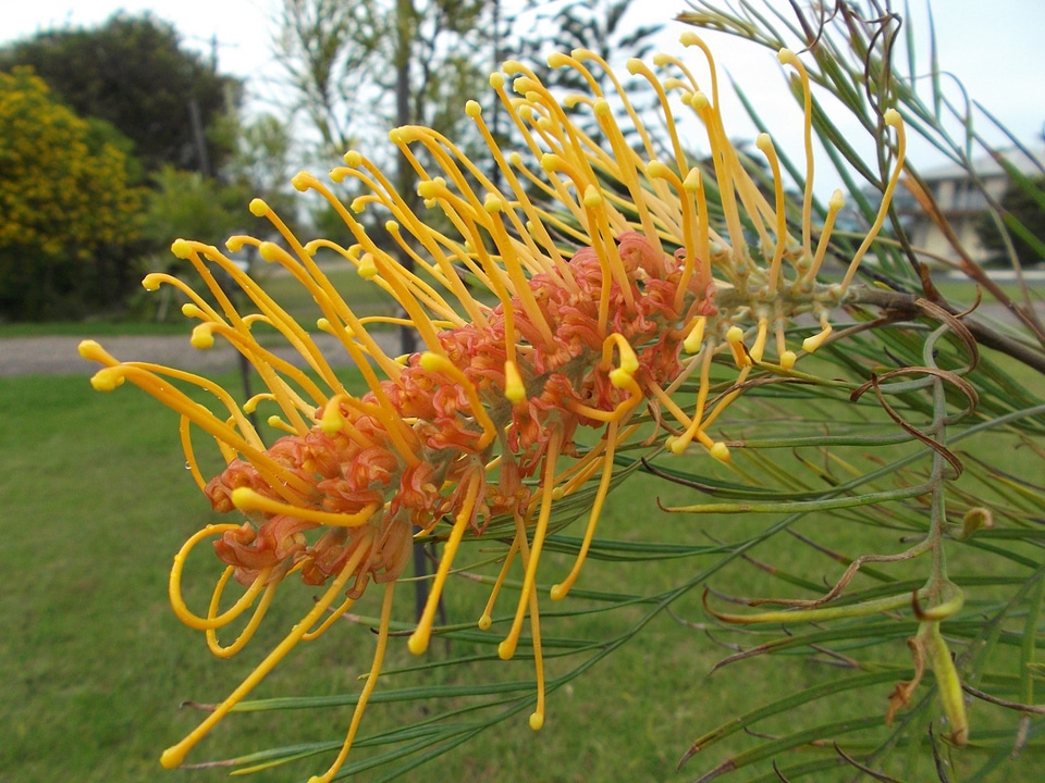 Plant natural blossom