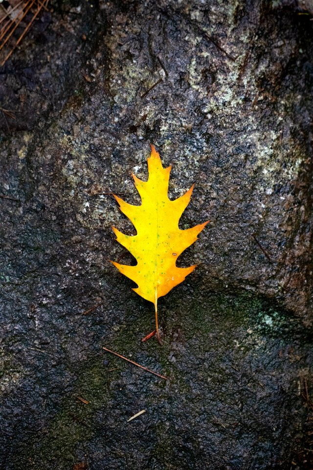 Golden Oak Leaf on Rock photo