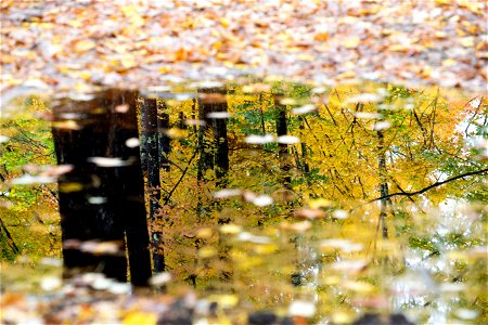 Fall Reflections photo