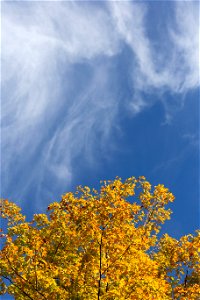 Golden Tree and Wispy Clouds photo
