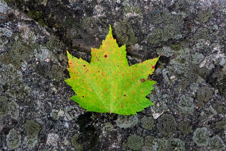 Changing Maple Leaf photo