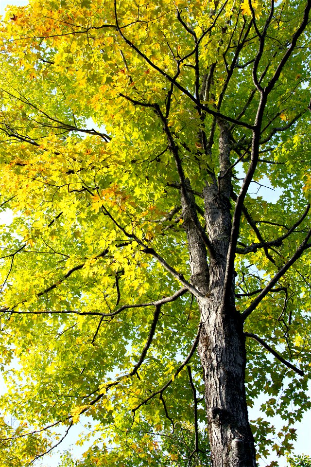 Green to Yellow Foliage Tree photo