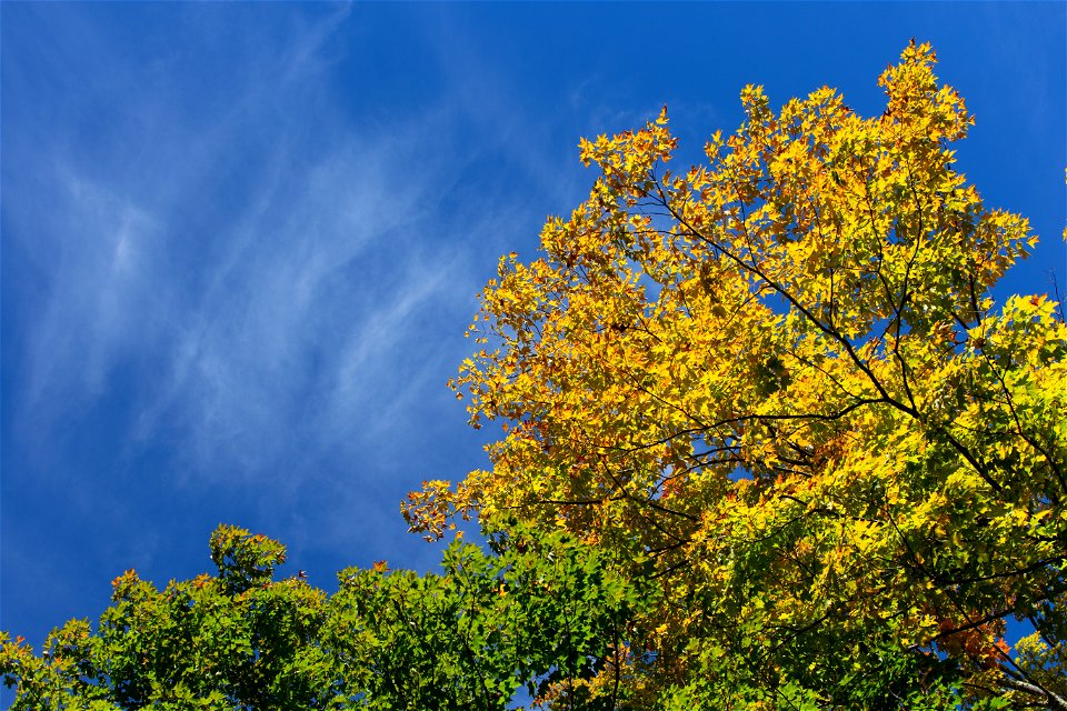 Turning Tree Under Blue Sky photo