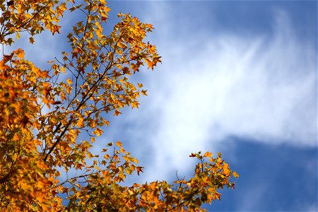 Orange Leaves Against a Blue Sky photo