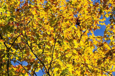 Golden Fall Foliage photo