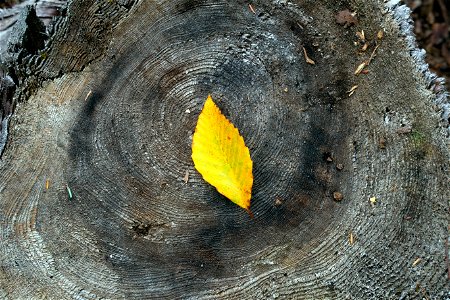 Golden Beech Leaf on Old Tree Stump photo