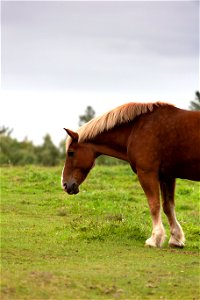 Large, Majestic Horse photo