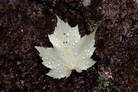 Wet Maple Leaf, Muted Colors photo