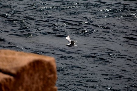 Seagull Flying photo