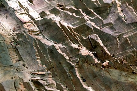 Craggy Wood Texture photo