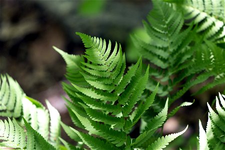 Small Green Ferns